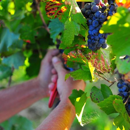 Mayfield Vineyard Orange Exterior foto